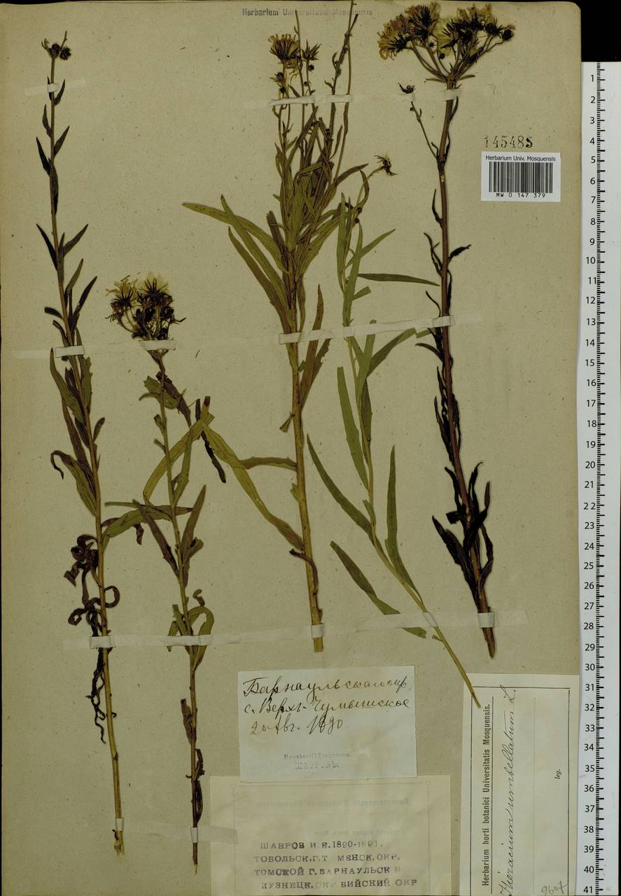 Hieracium umbellatum L., Siberia, Altai & Sayany Mountains (S2) (Russia)