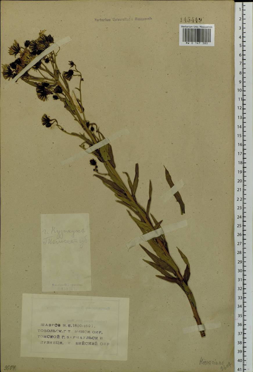 Hieracium umbellatum L., Siberia, Altai & Sayany Mountains (S2) (Russia)