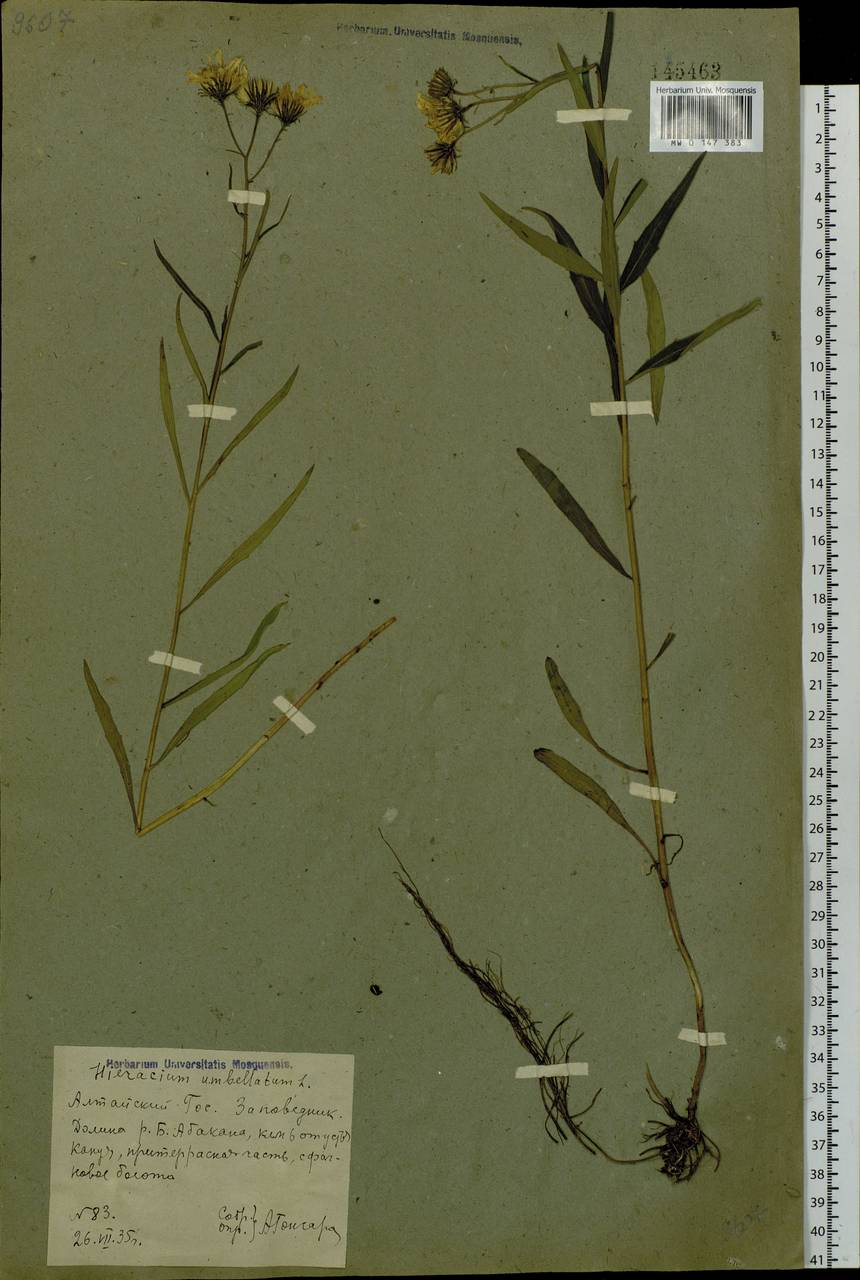 Hieracium umbellatum L., Siberia, Altai & Sayany Mountains (S2) (Russia)