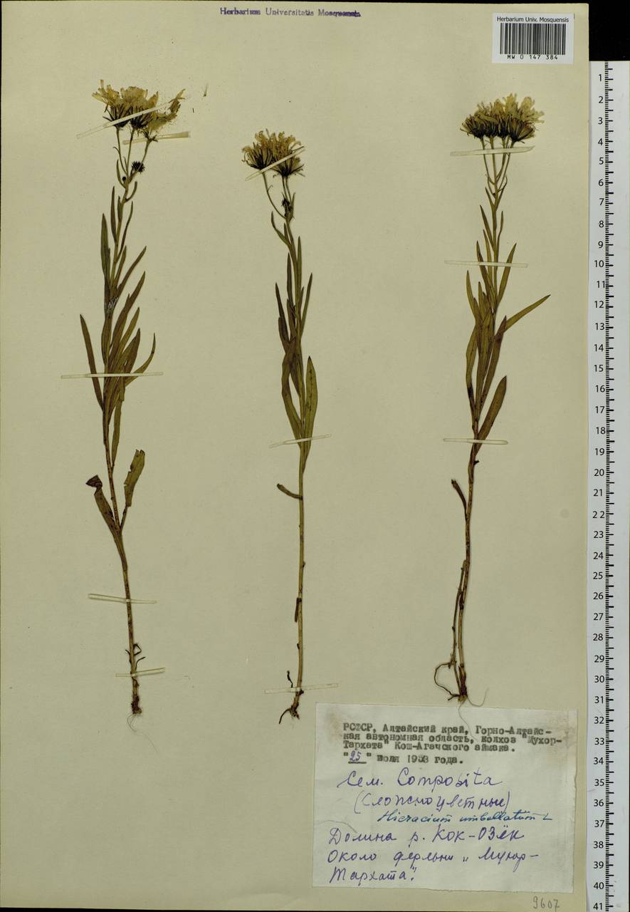Hieracium umbellatum L., Siberia, Altai & Sayany Mountains (S2) (Russia)