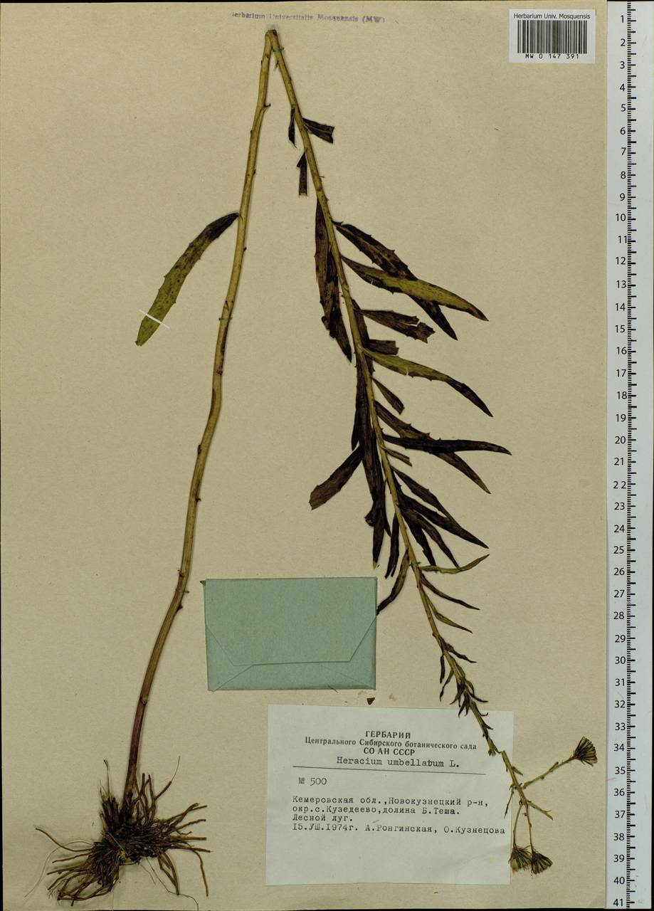 Hieracium umbellatum L., Siberia, Altai & Sayany Mountains (S2) (Russia)