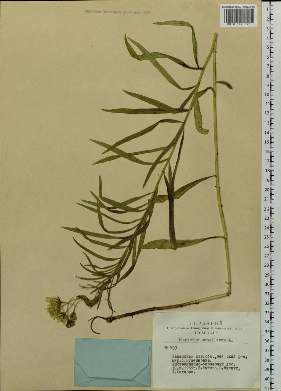 Hieracium umbellatum L., Siberia, Altai & Sayany Mountains (S2) (Russia)