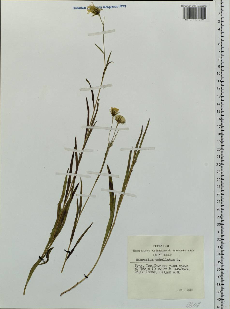 Hieracium umbellatum L., Siberia, Altai & Sayany Mountains (S2) (Russia)