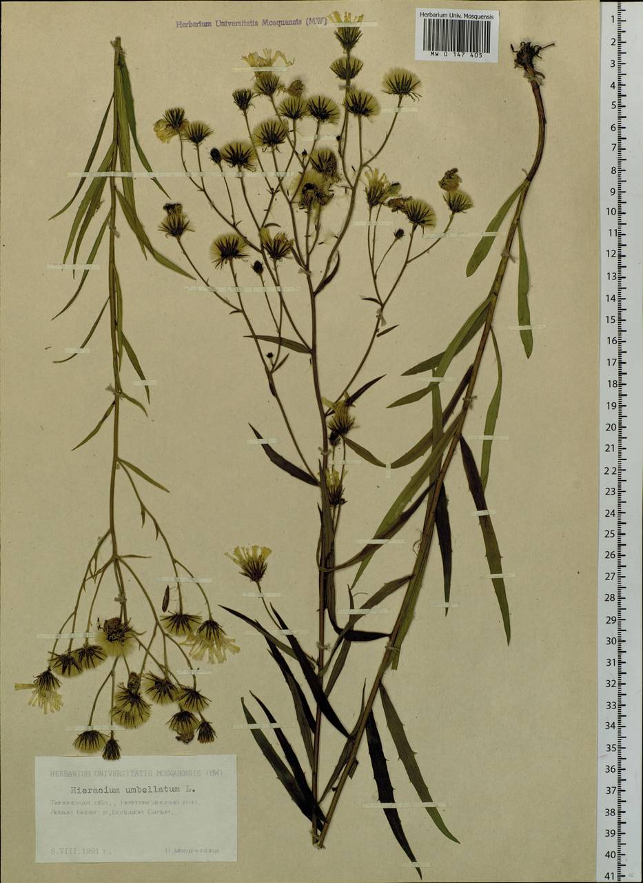 Hieracium umbellatum L., Siberia, Western Siberia (S1) (Russia)