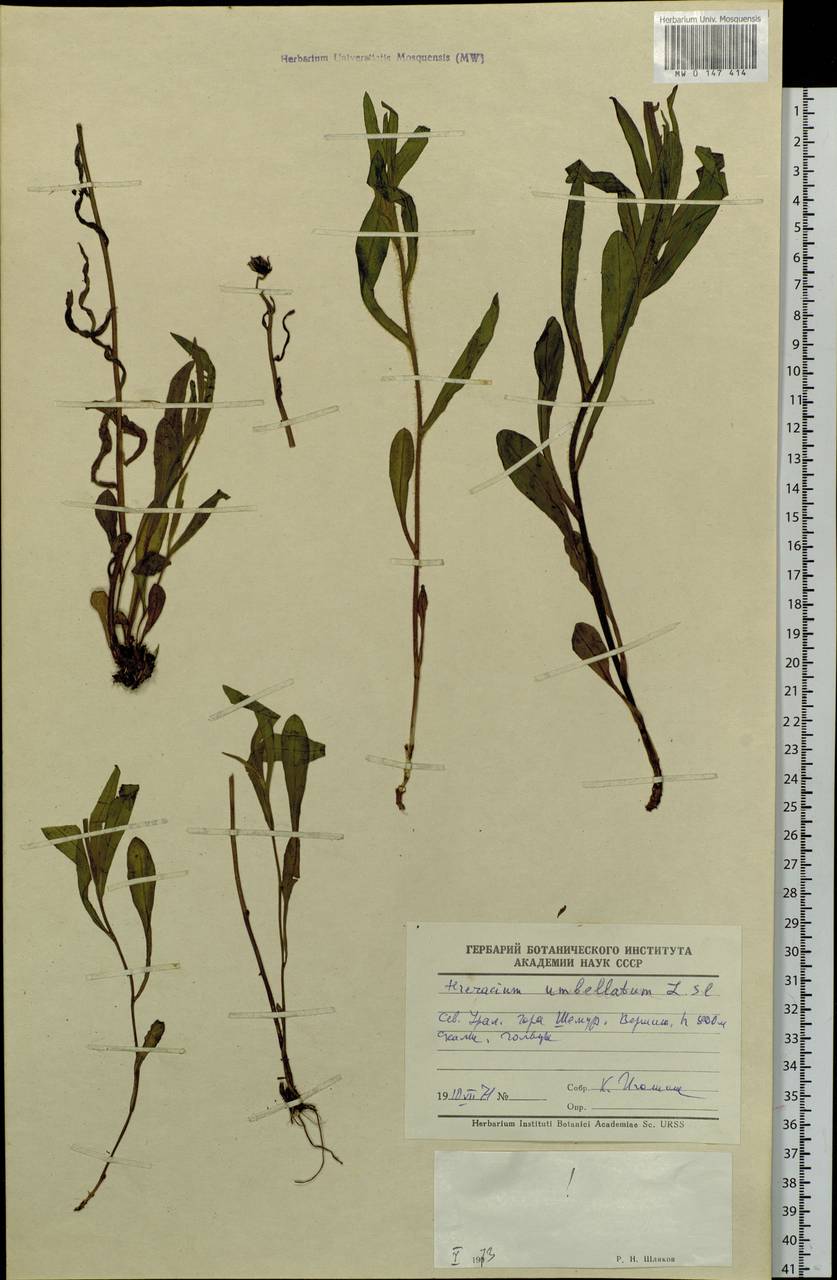 Hieracium umbellatum L., Eastern Europe, Eastern region (E10) (Russia)