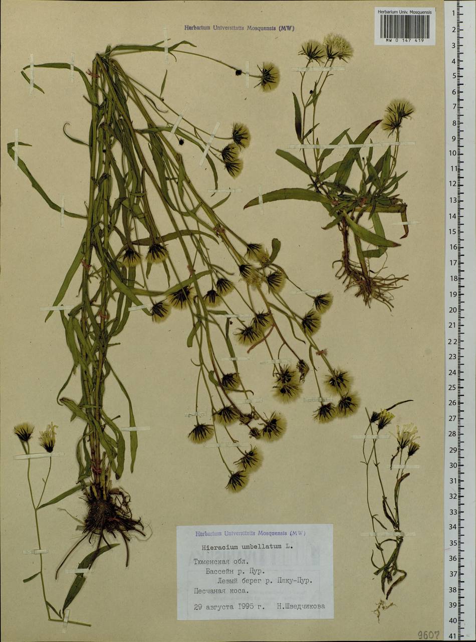 Hieracium umbellatum L., Siberia, Western Siberia (S1) (Russia)