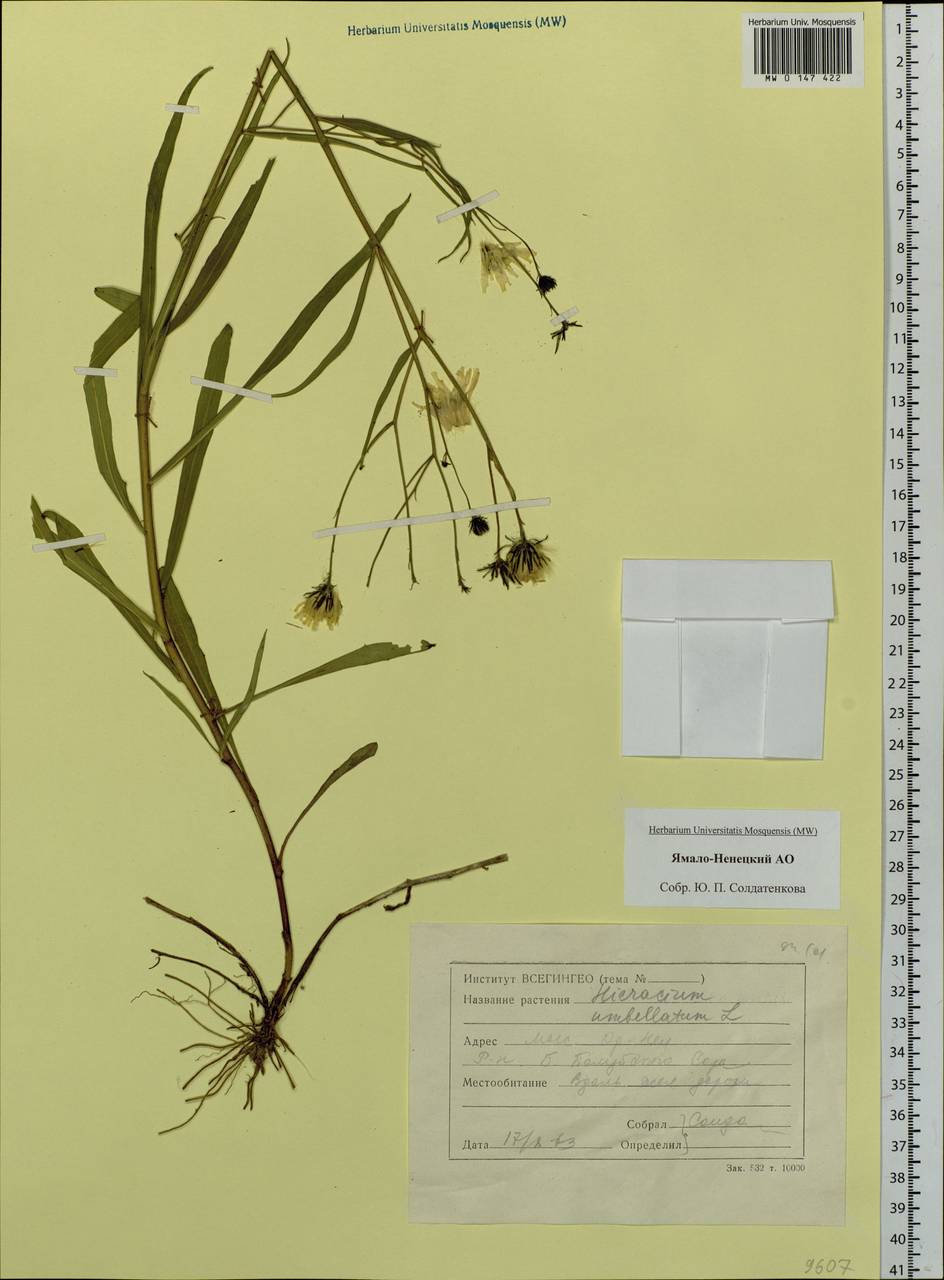 Hieracium umbellatum L., Siberia, Western Siberia (S1) (Russia)
