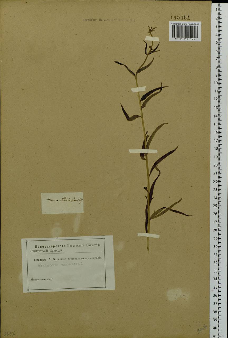 Hieracium umbellatum L., Siberia (no precise locality) (S0) (Russia)