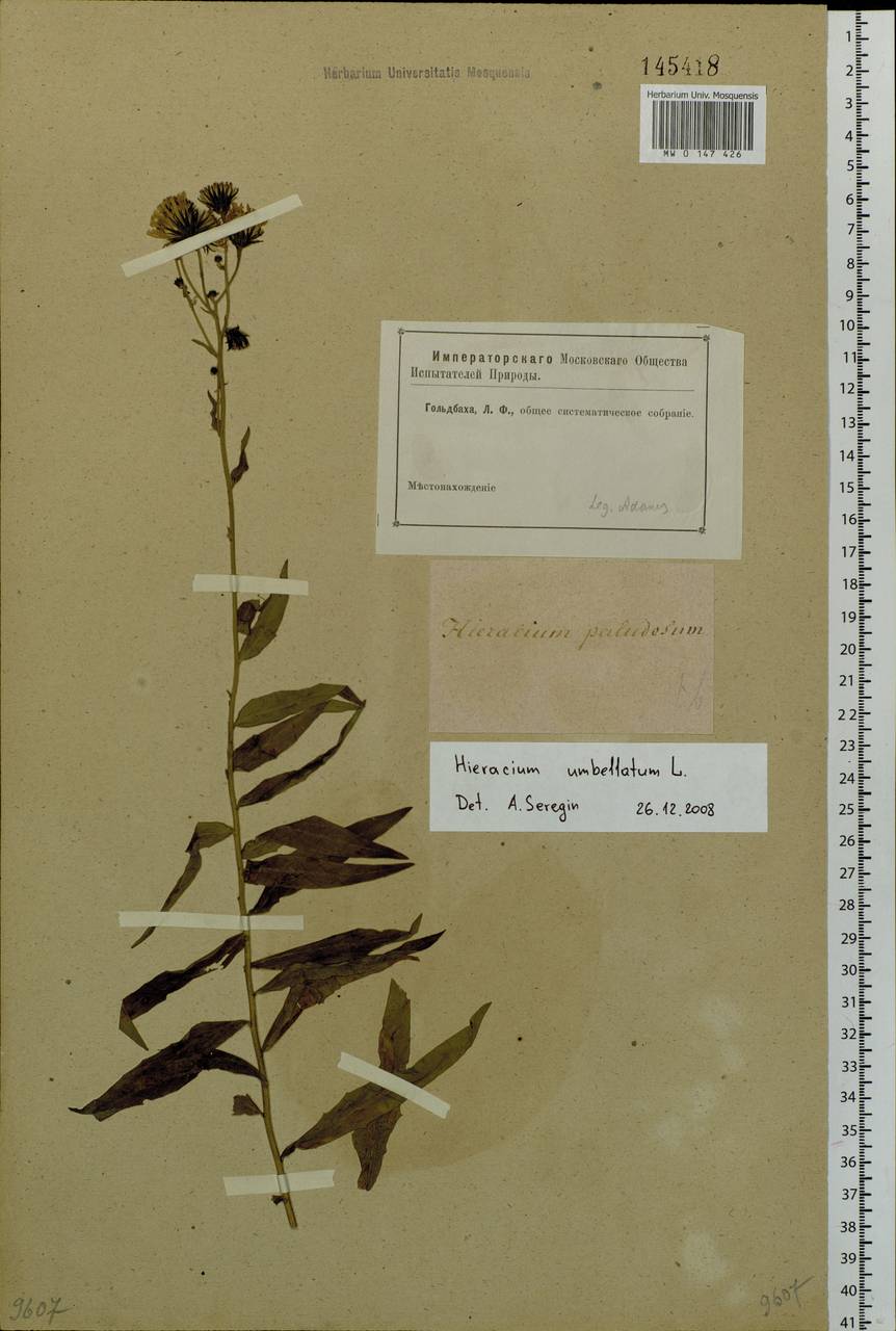 Hieracium umbellatum L., Siberia (no precise locality) (S0) (Russia)