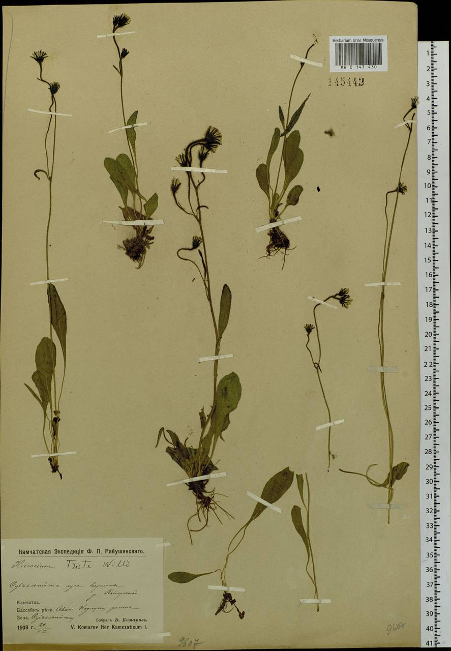 Hieracium triste Willd. ex Spreng., Siberia, Chukotka & Kamchatka (S7) (Russia)