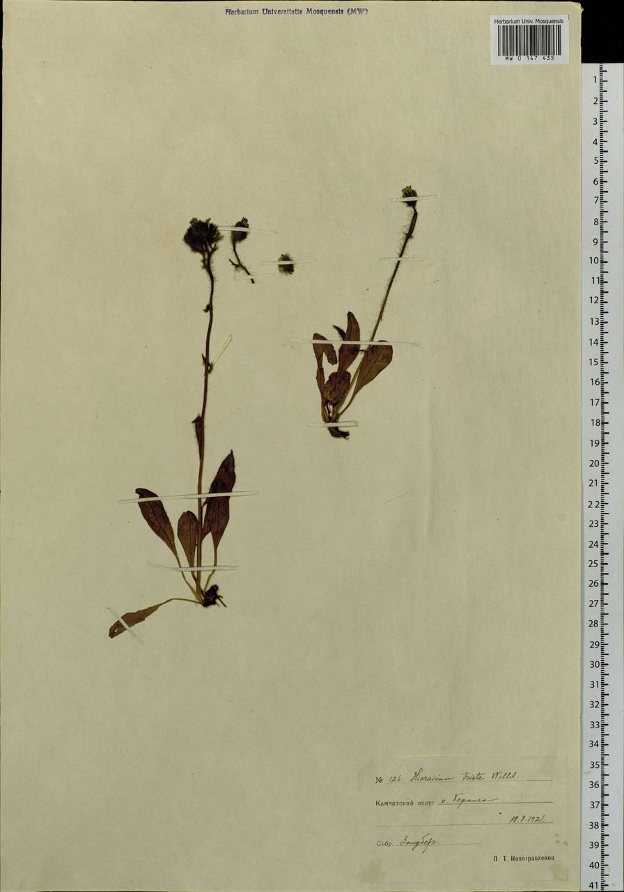 Hieracium triste Willd. ex Spreng., Siberia, Chukotka & Kamchatka (S7) (Russia)