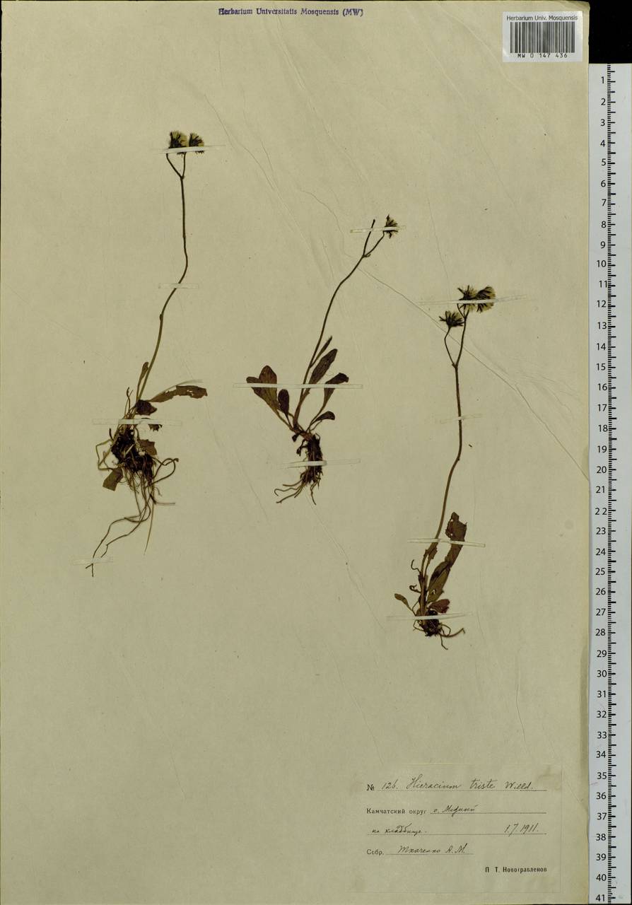 Hieracium triste Willd. ex Spreng., Siberia, Chukotka & Kamchatka (S7) (Russia)