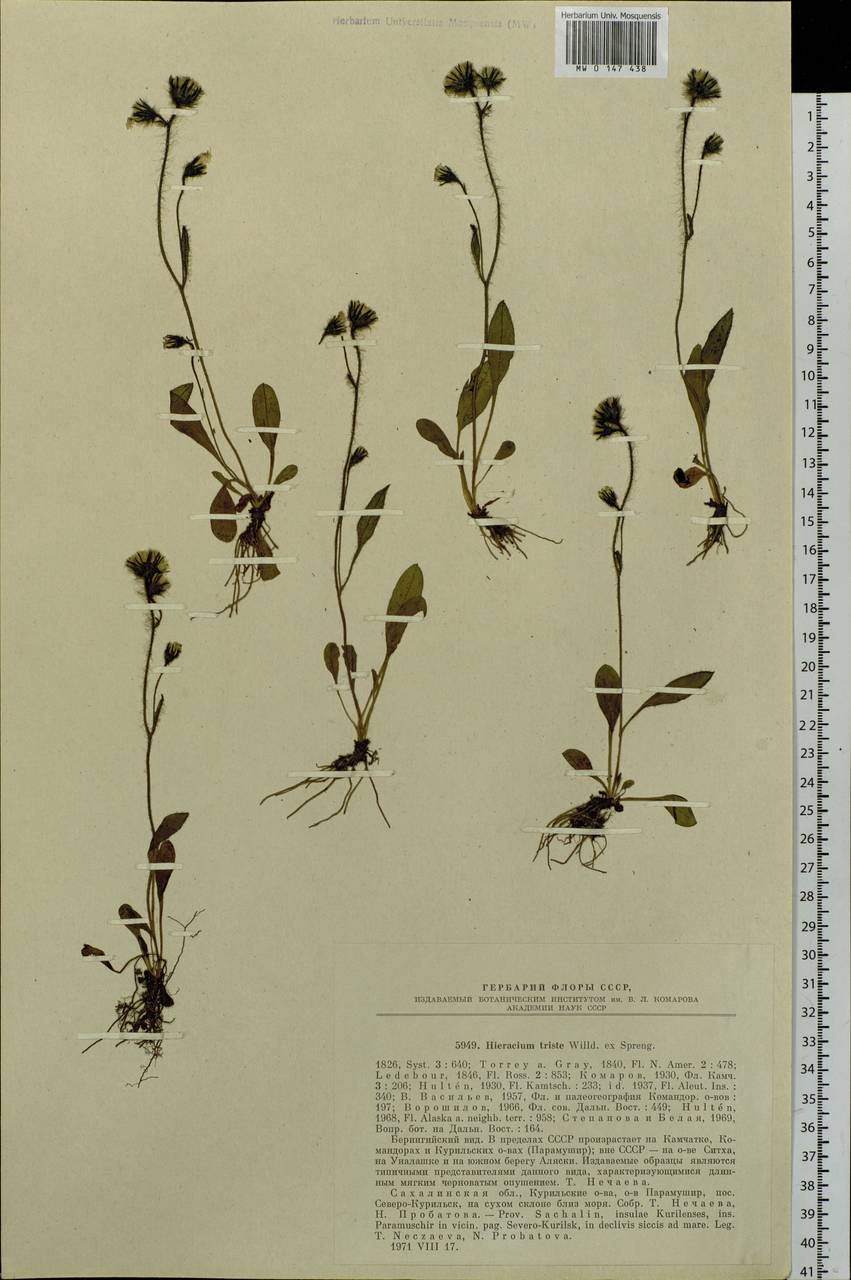 Hieracium triste Willd. ex Spreng., Siberia, Russian Far East (S6) (Russia)