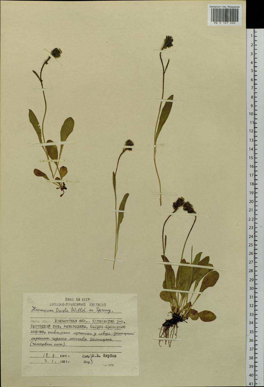 Hieracium triste Willd. ex Spreng., Siberia, Chukotka & Kamchatka (S7) (Russia)