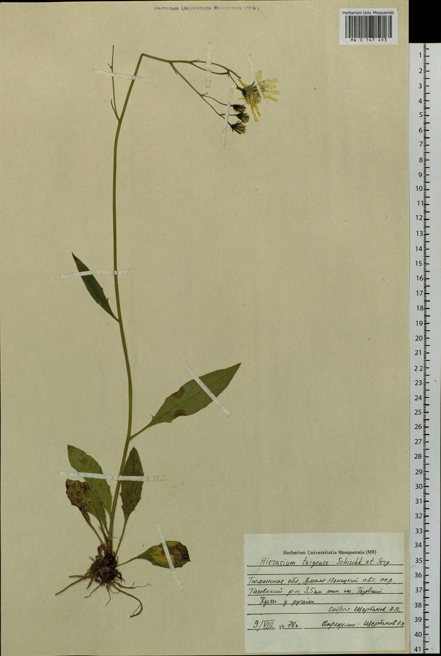 Hieracium taigense Schischk. & Serg., Siberia, Western Siberia (S1) (Russia)