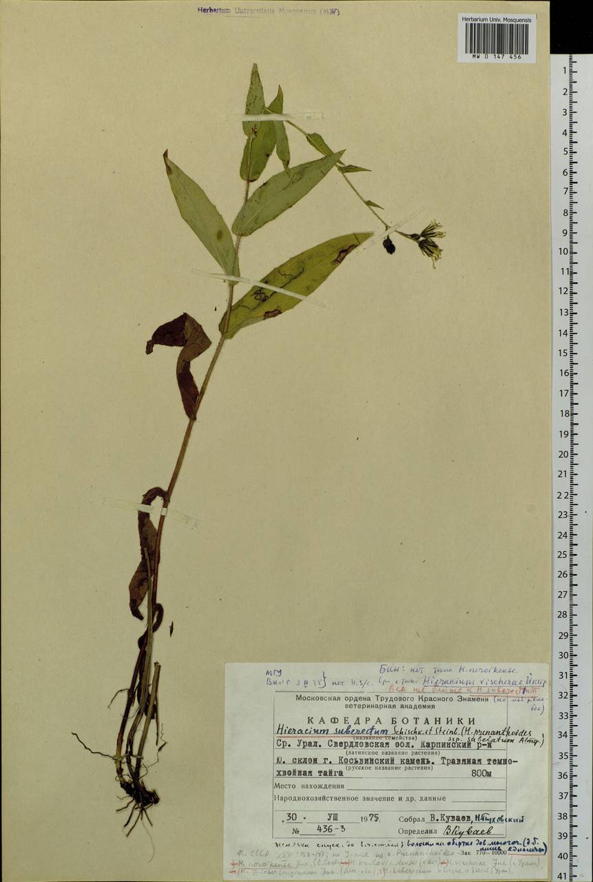 Hieracium suberectum Schischk. & Steinb., Eastern Europe, Eastern region (E10) (Russia)