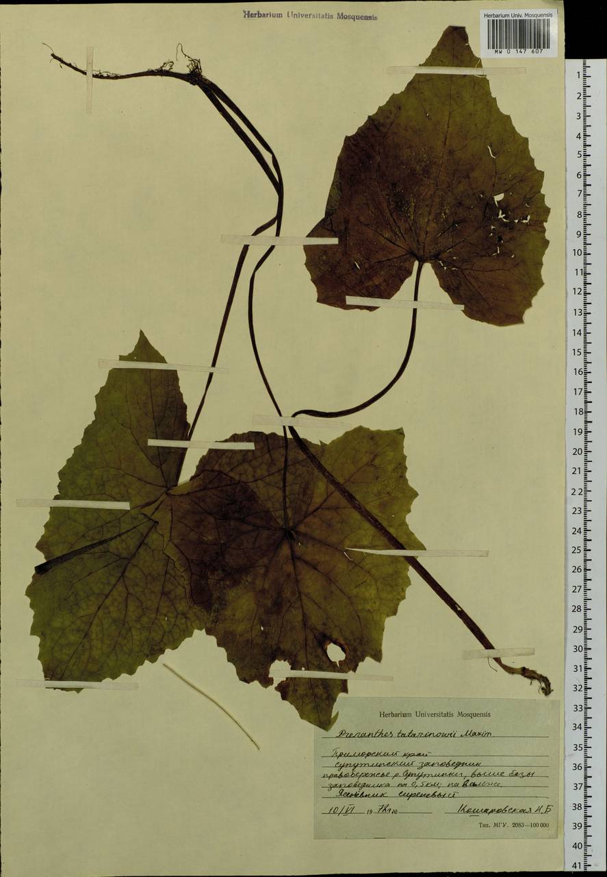 Nabalus tatarinowii subsp. tatarinowii, Siberia, Russian Far East (S6) (Russia)