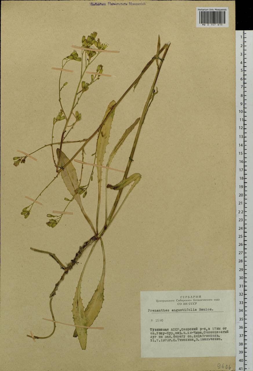 Sonchella dentata (Ledeb.) Sennikov, Siberia, Altai & Sayany Mountains (S2) (Russia)