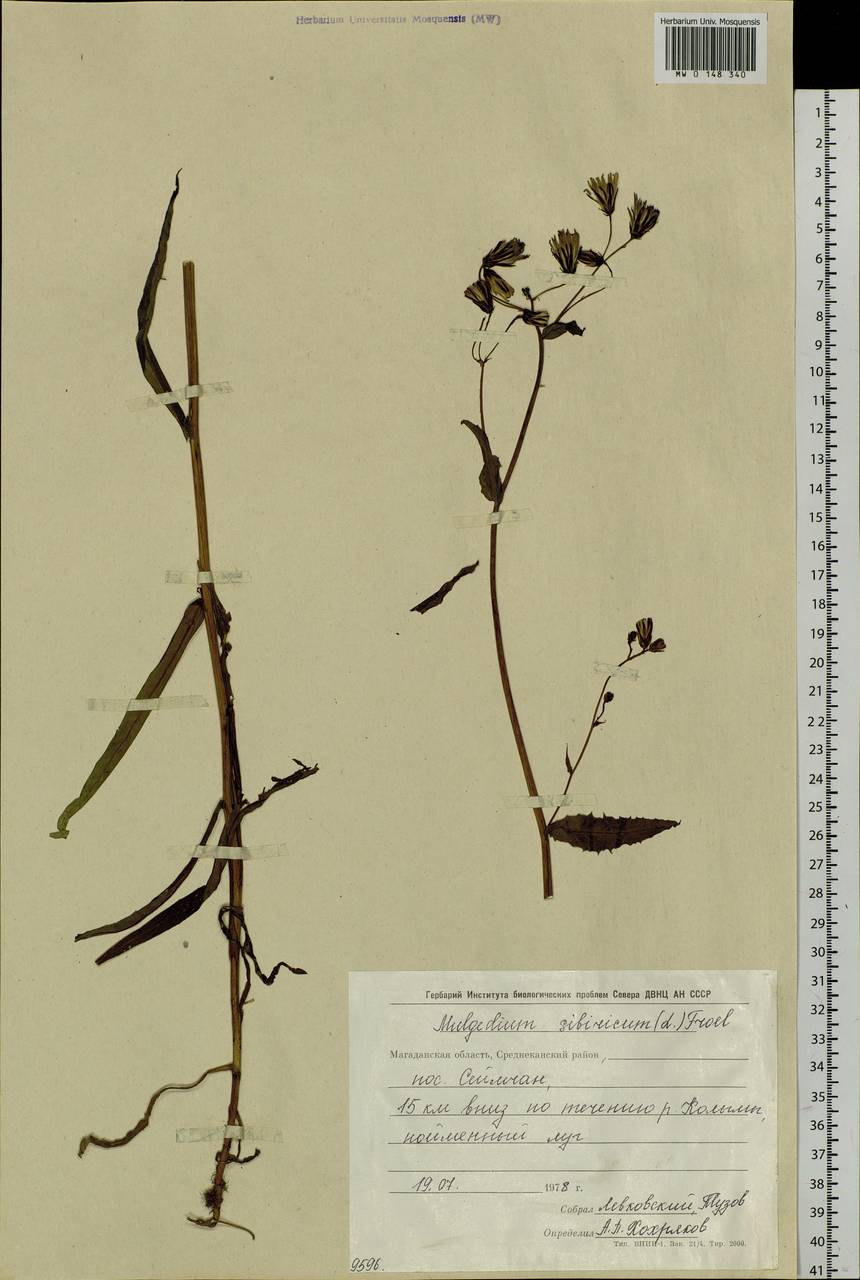 Lactuca sibirica (L.) Maxim., Siberia, Chukotka & Kamchatka (S7) (Russia)