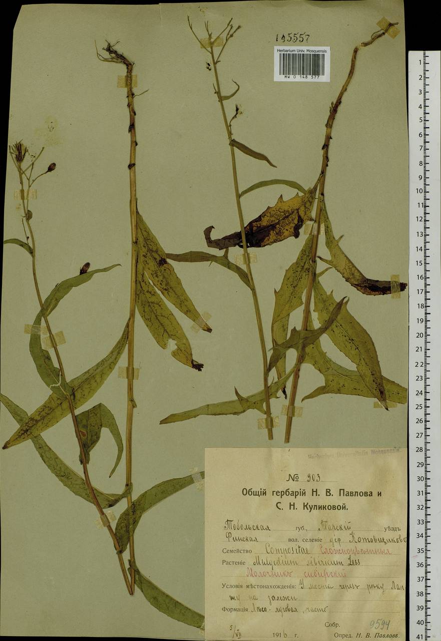 Lactuca sibirica (L.) Maxim., Siberia, Western Siberia (S1) (Russia)