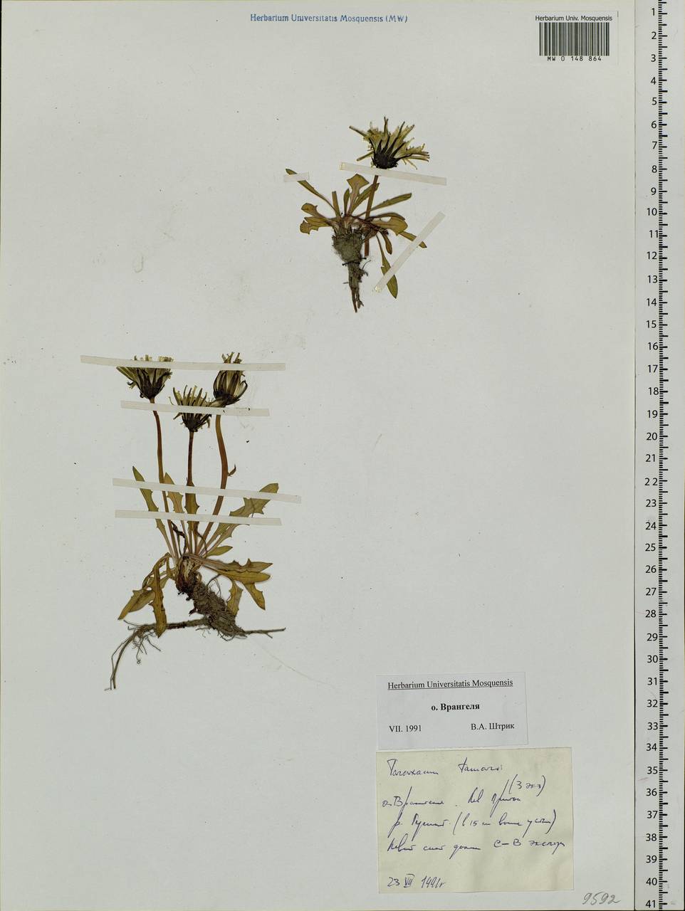 Taraxacum tamarae Kharkev. & Tzvelev, Siberia, Chukotka & Kamchatka (S7) (Russia)
