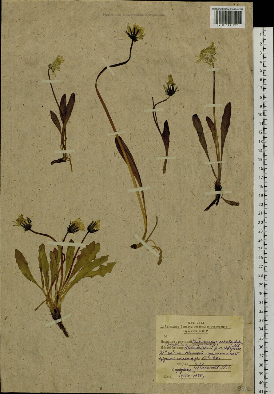 Taraxacum ceratophorum (Ledeb.) DC., Siberia, Western Siberia (S1) (Russia)