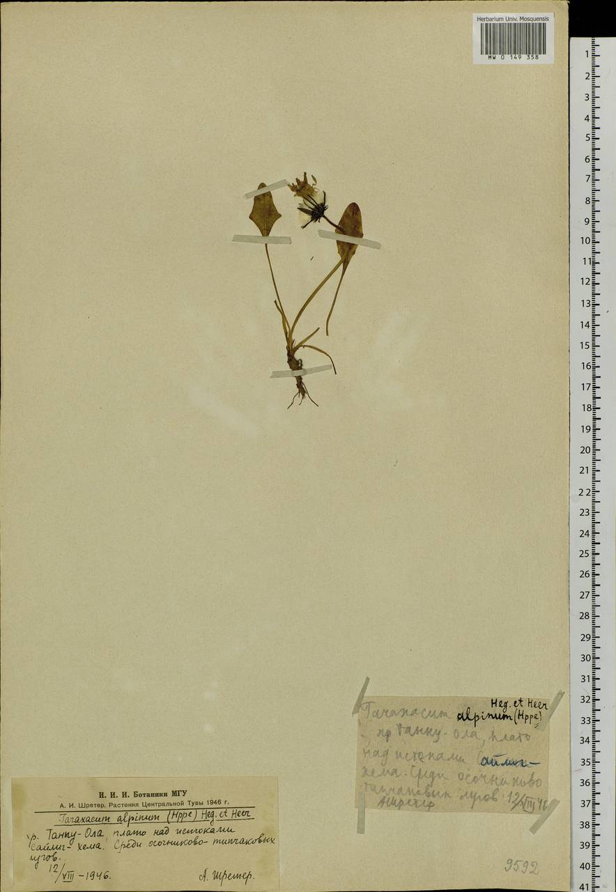 Taraxacum alpinum, Siberia, Altai & Sayany Mountains (S2) (Russia)