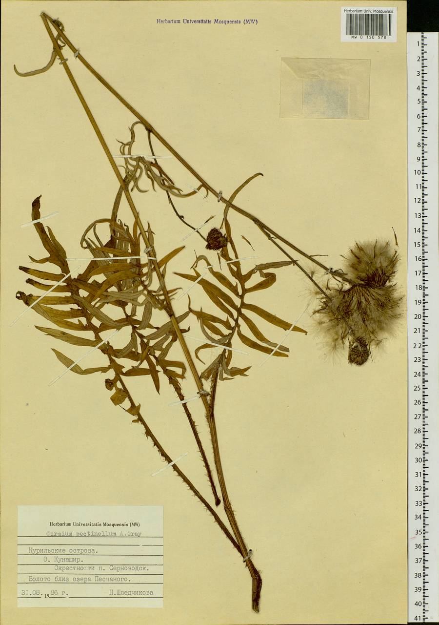 Cirsium pectinellum A. Gray, Siberia, Russian Far East (S6) (Russia)