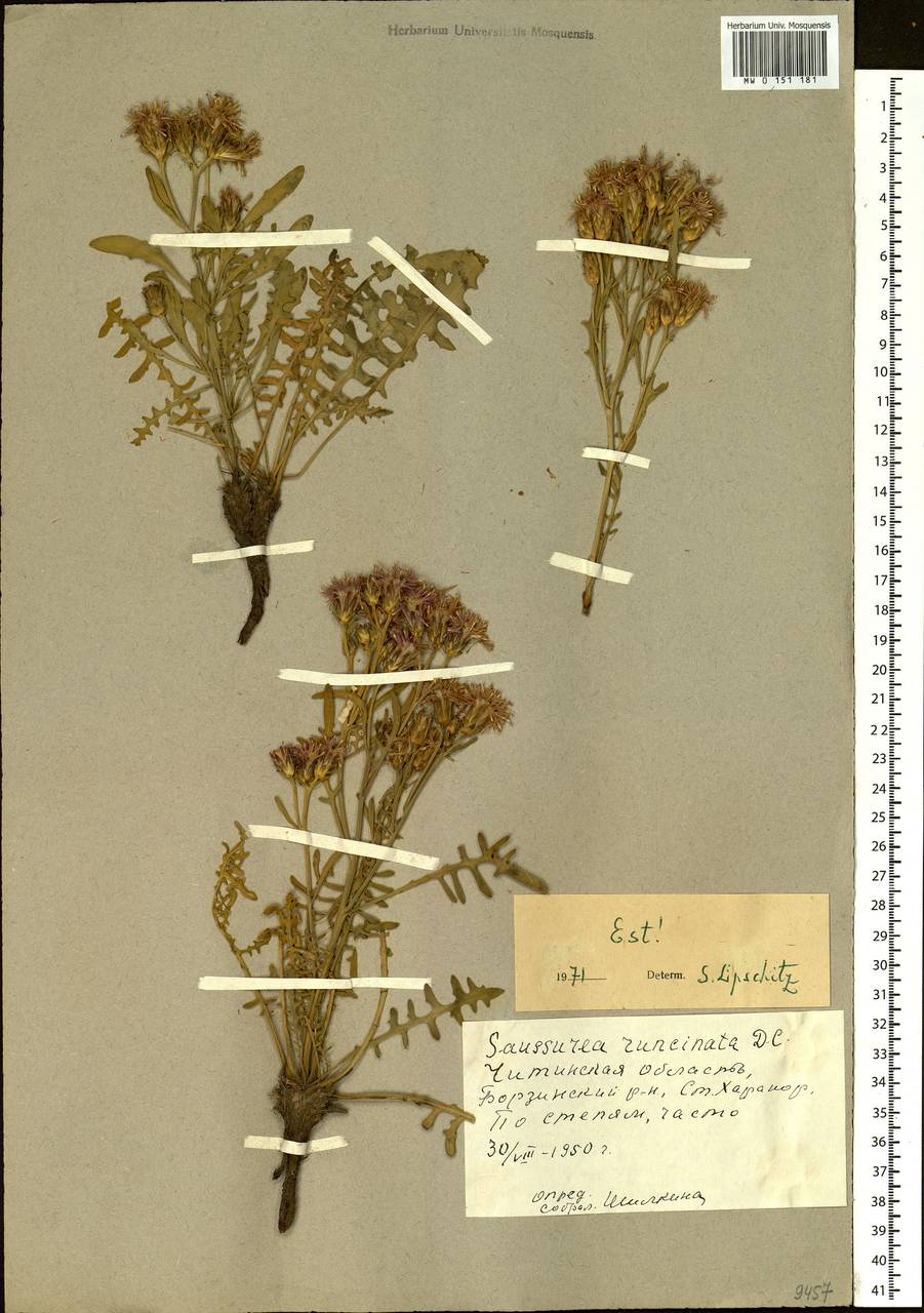 Saussurea runcinata DC., Siberia, Baikal & Transbaikal region (S4) (Russia)