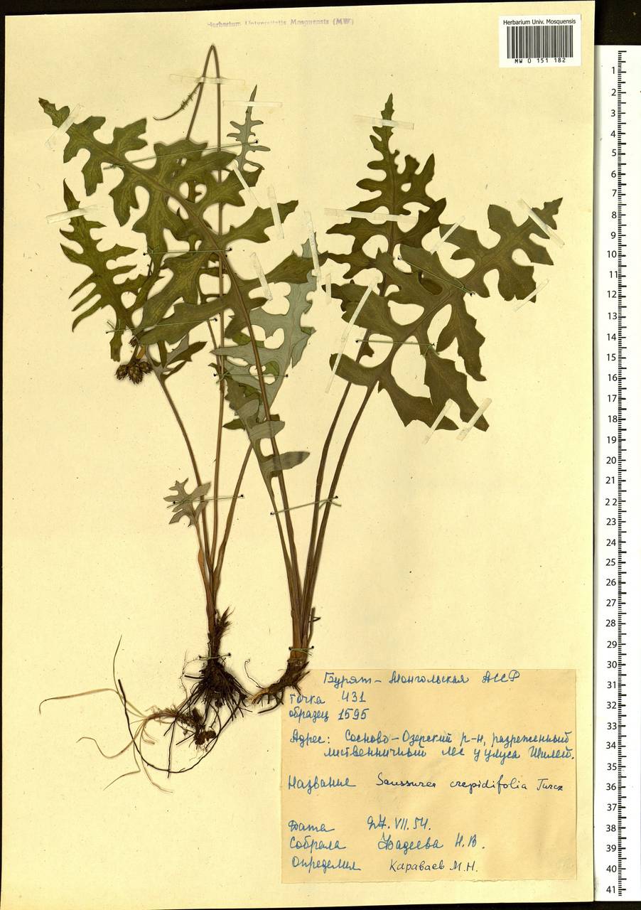 Saussurea runcinata DC., Siberia, Baikal & Transbaikal region (S4) (Russia)