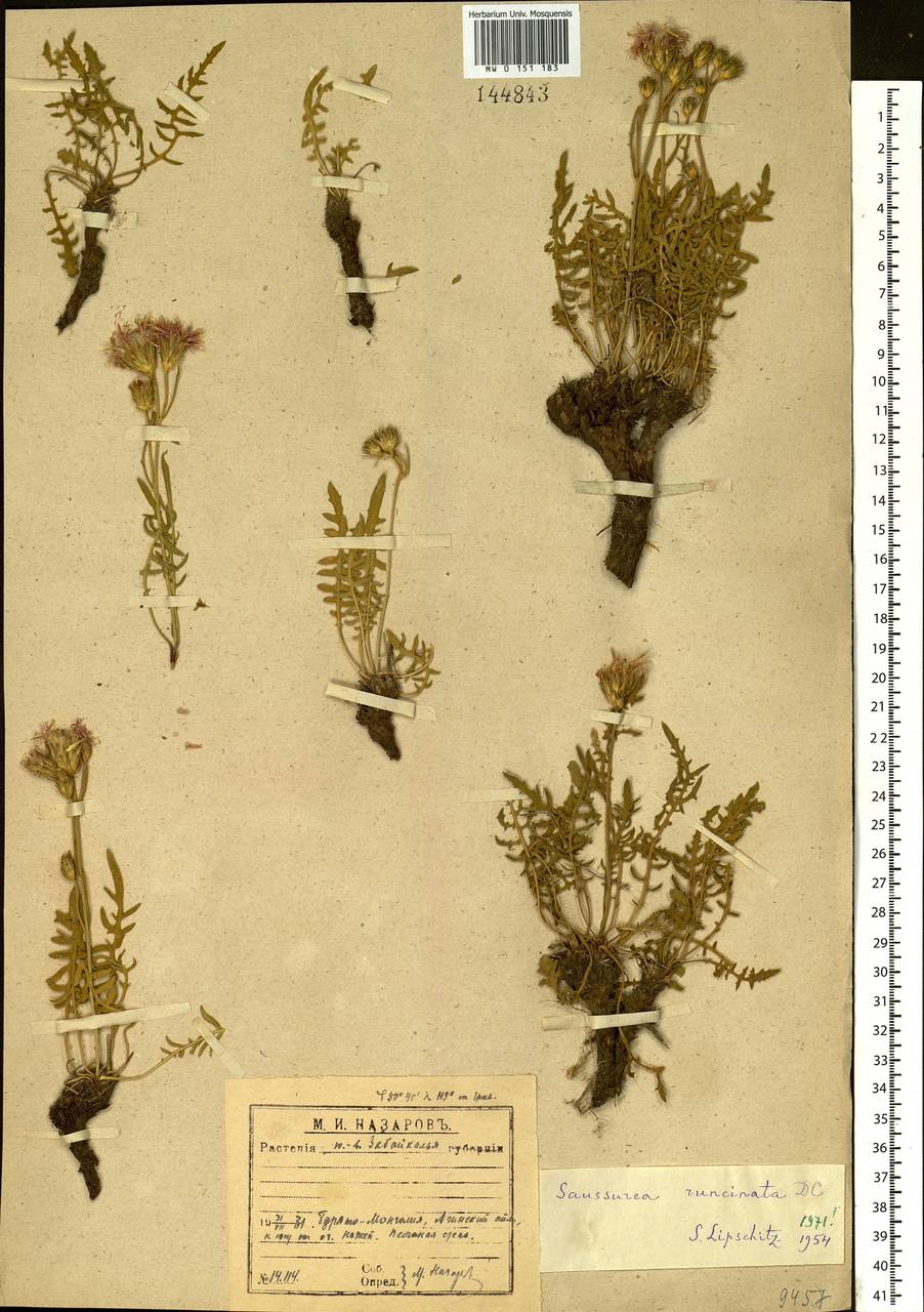 Saussurea runcinata DC., Siberia, Baikal & Transbaikal region (S4) (Russia)