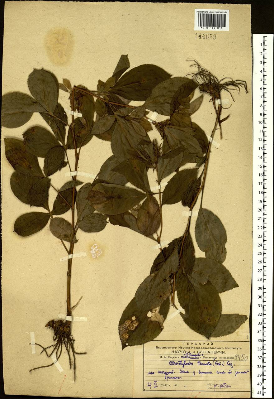 Atractylodes lancea (Thunb.) DC., Siberia, Russian Far East (S6) (Russia)