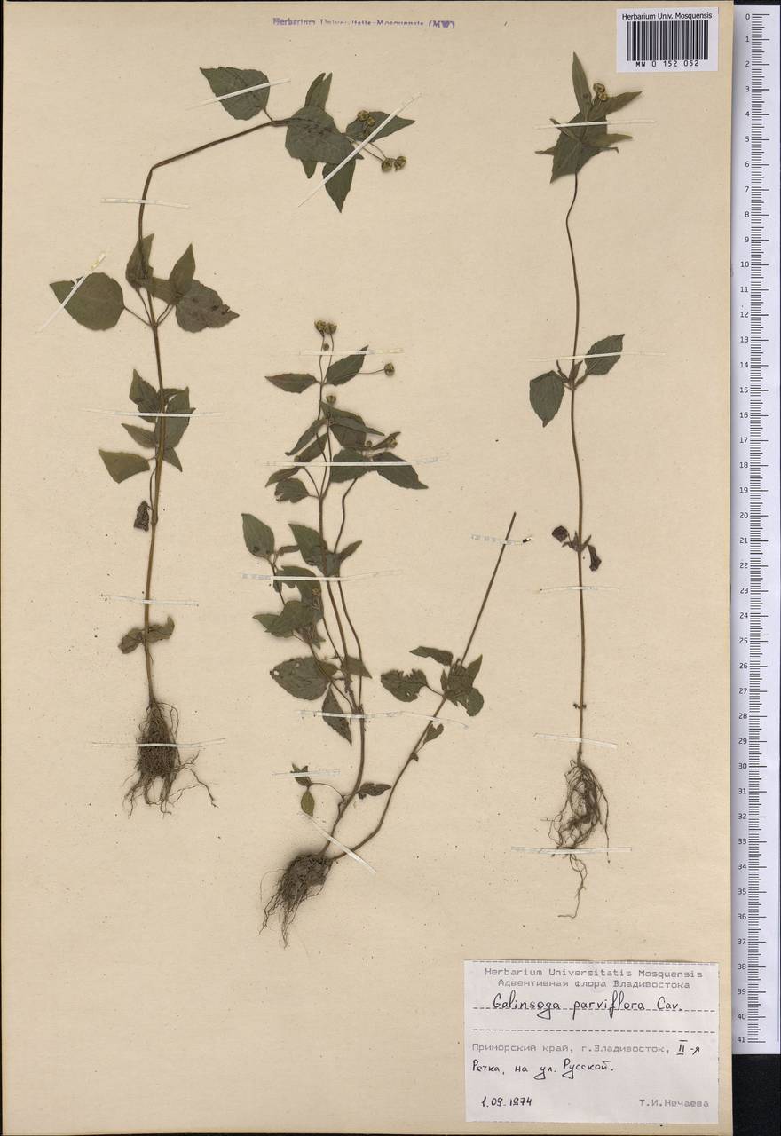 Galinsoga parviflora Cav., Siberia, Russian Far East (S6) (Russia)