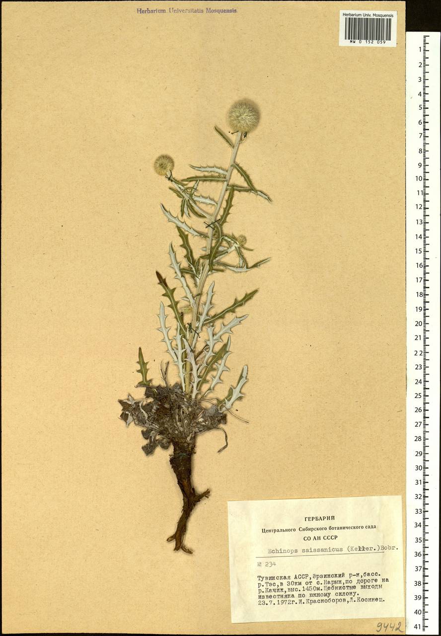 Echinops saissanicus (B. Keller) Bobrov, Siberia, Altai & Sayany Mountains (S2) (Russia)