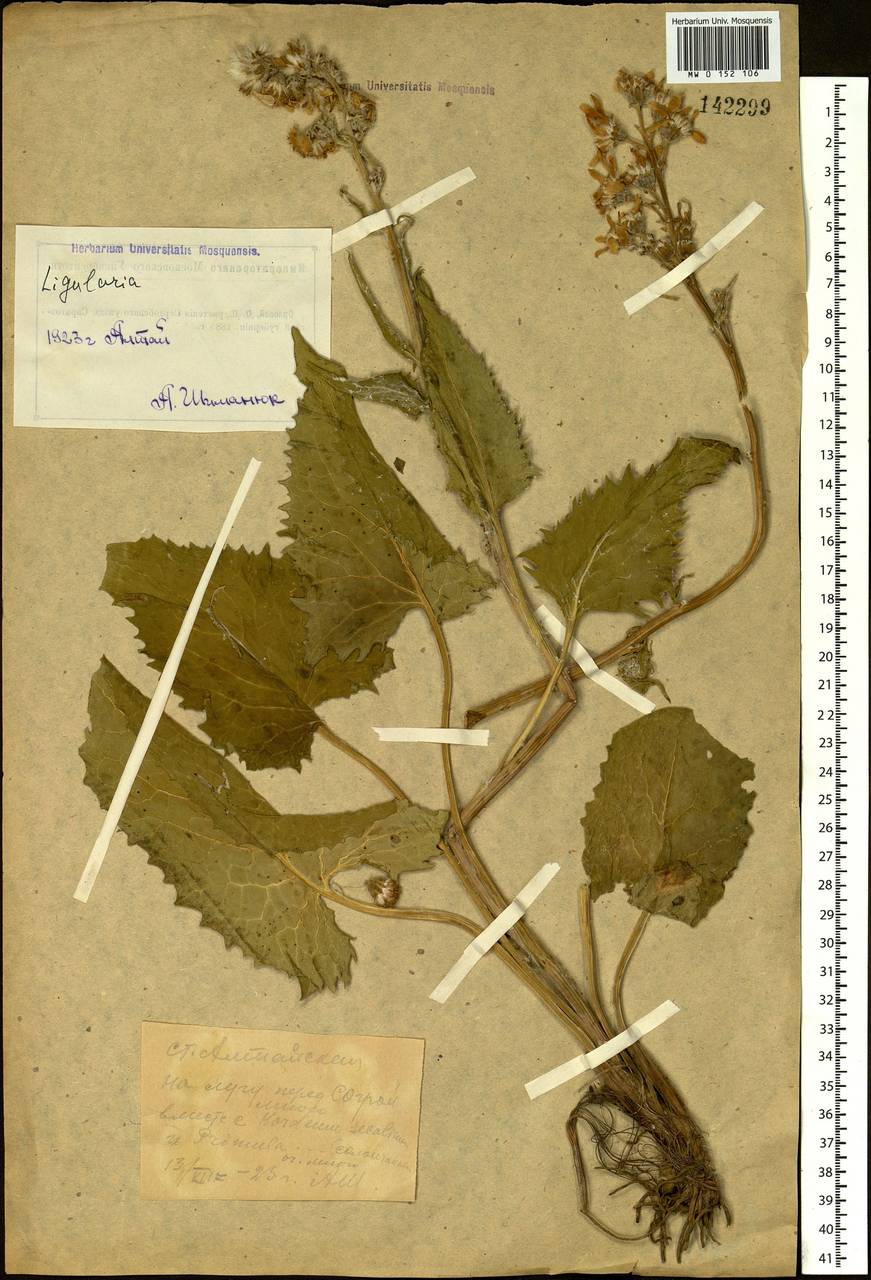 Vickifunkia thyrsoidea (Ledeb.) C. Ren, L. Wang, I. D. Illar. & Q. E. Yang, Siberia, Western (Kazakhstan) Altai Mountains (S2a) (Kazakhstan)
