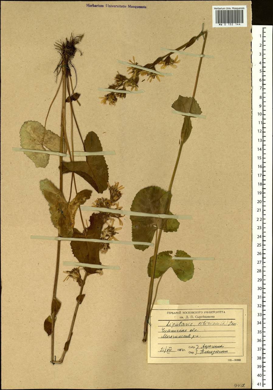 Ligularia sibirica (L.) Cass., Siberia, Baikal & Transbaikal region (S4) (Russia)