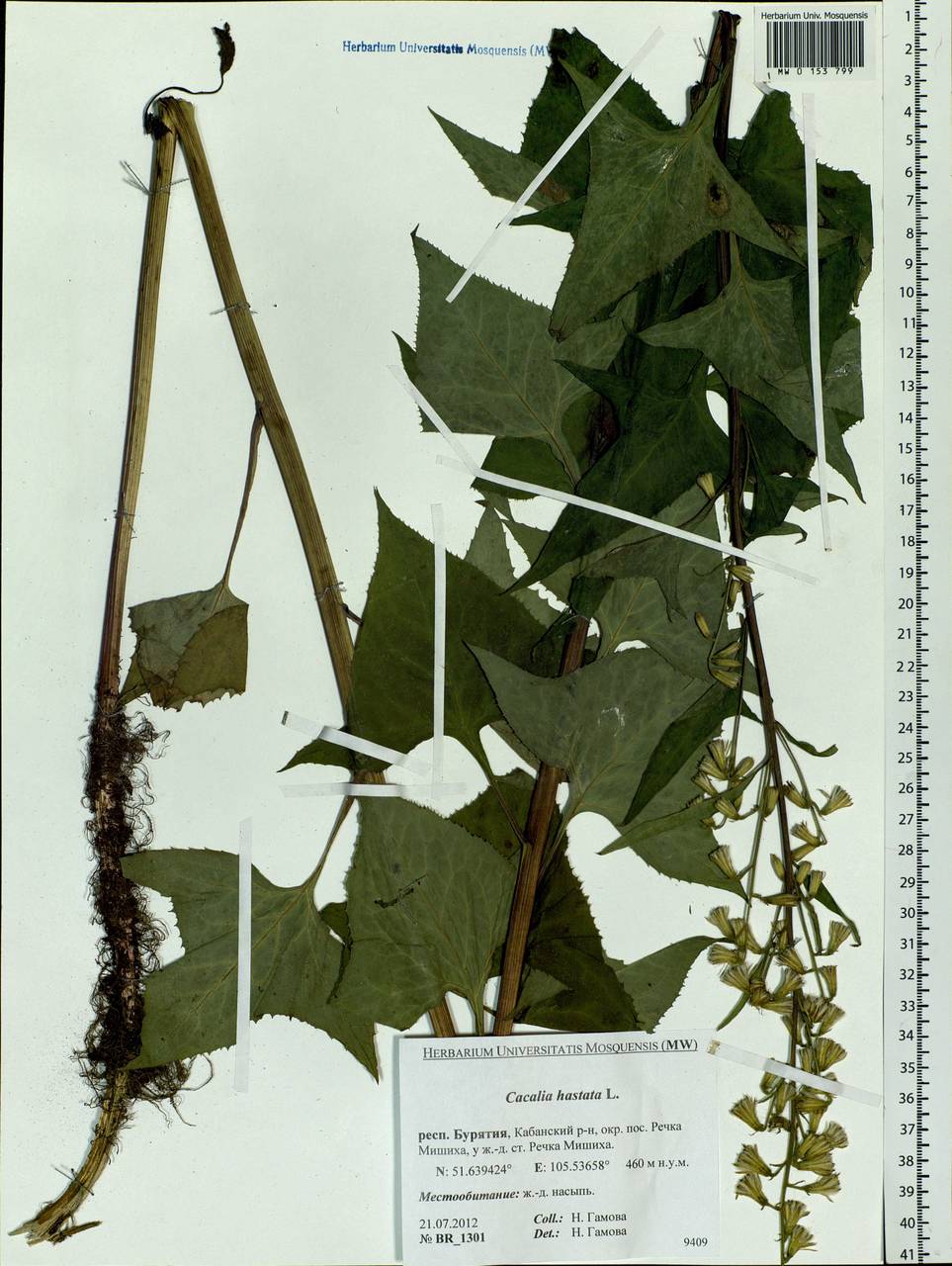 Parasenecio hastatus (L.) H. Koyama, Siberia, Baikal & Transbaikal region (S4) (Russia)