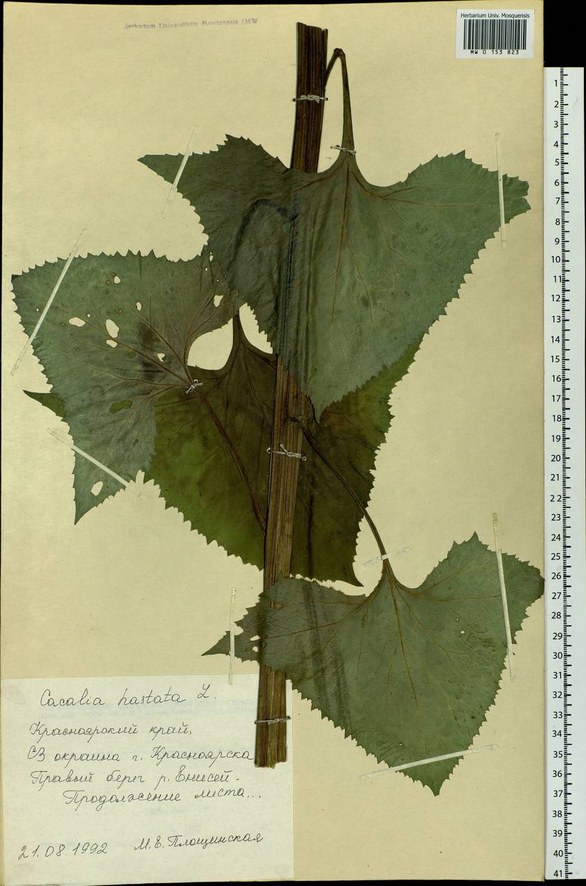 Parasenecio hastatus (L.) H. Koyama, Siberia, Central Siberia (S3) (Russia)