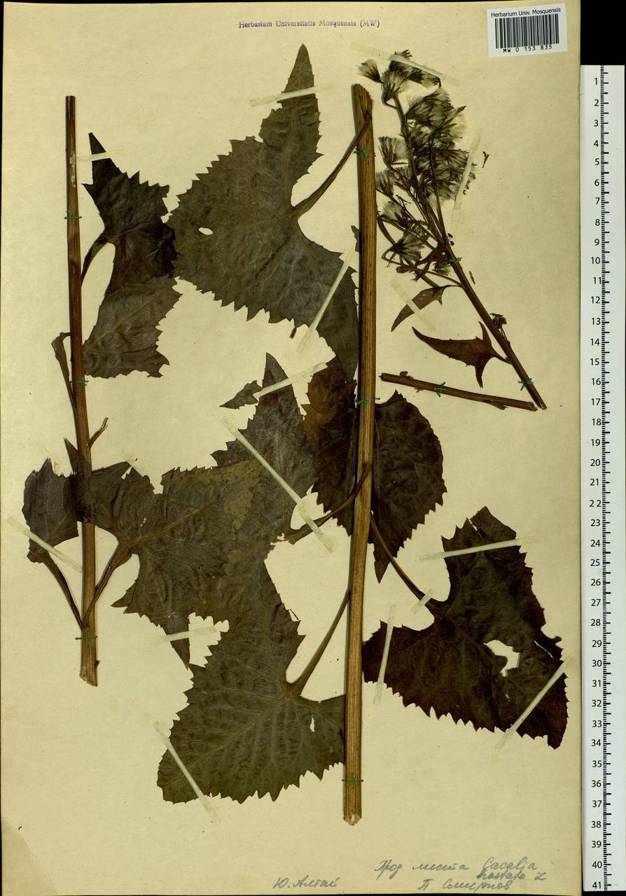 Parasenecio hastatus (L.) H. Koyama, Siberia, Western (Kazakhstan) Altai Mountains (S2a) (Kazakhstan)