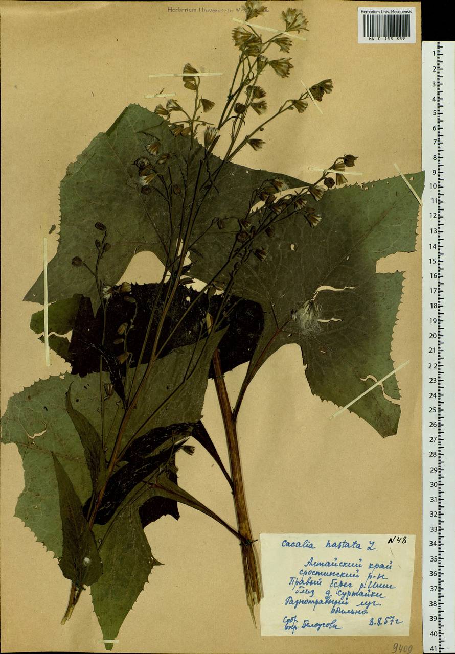 Parasenecio hastatus (L.) H. Koyama, Siberia, Altai & Sayany Mountains (S2) (Russia)