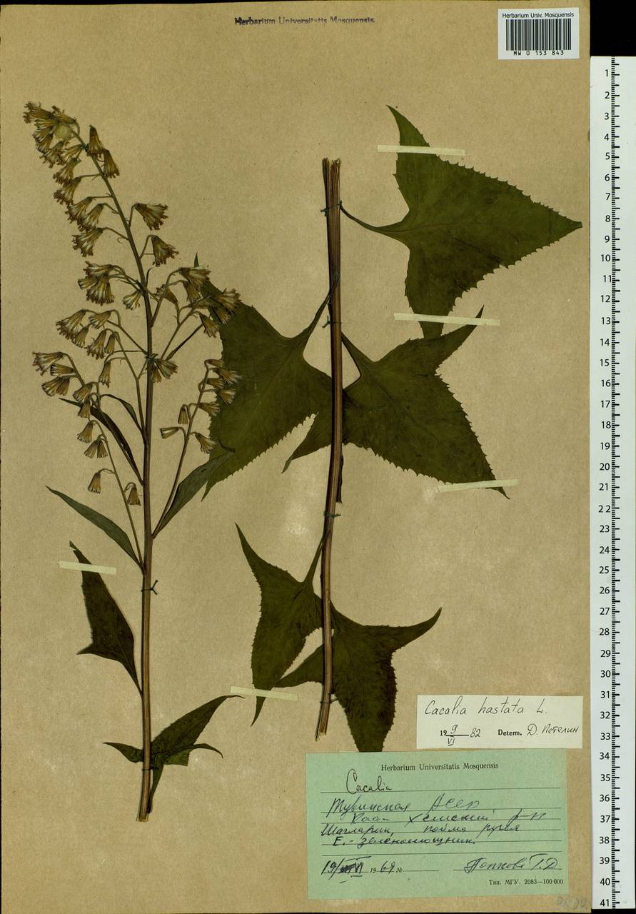 Parasenecio hastatus (L.) H. Koyama, Siberia, Altai & Sayany Mountains (S2) (Russia)