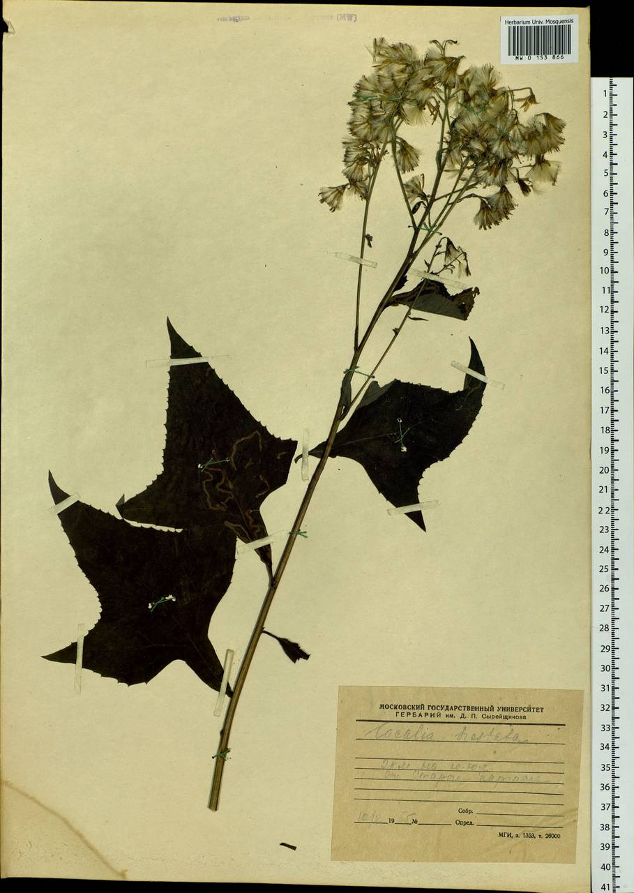 Parasenecio hastatus (L.) H. Koyama, Siberia, Western Siberia (S1) (Russia)