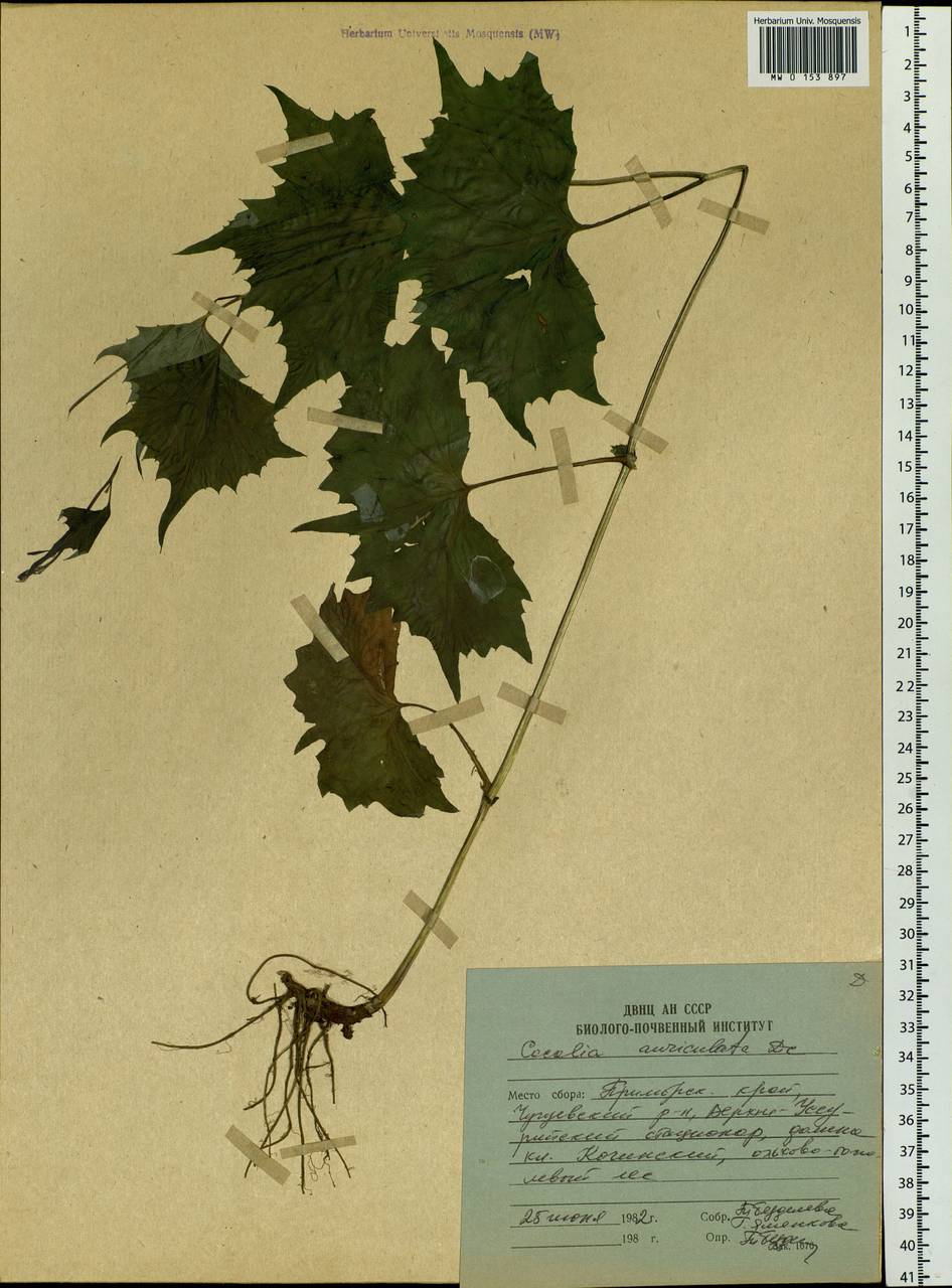 Parasenecio auriculata (DC.) J. R. Grant, Siberia, Russian Far East (S6) (Russia)