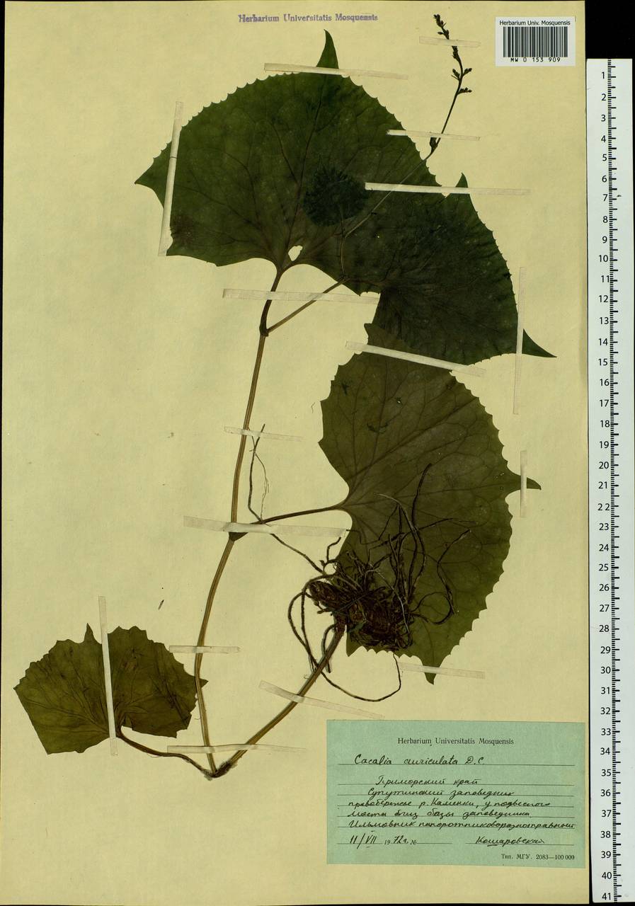 Parasenecio auriculata (DC.) J. R. Grant, Siberia, Russian Far East (S6) (Russia)