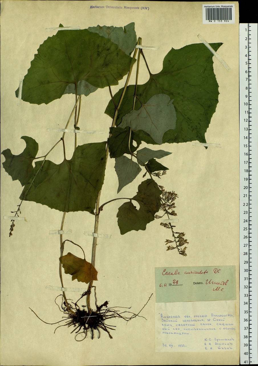Parasenecio auriculata (DC.) J. R. Grant, Siberia, Russian Far East (S6) (Russia)