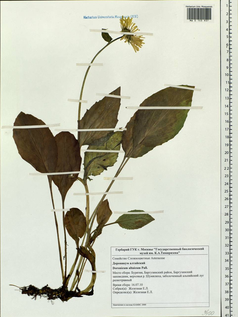 Doronicum altaicum Pall., Siberia, Baikal & Transbaikal region (S4) (Russia)