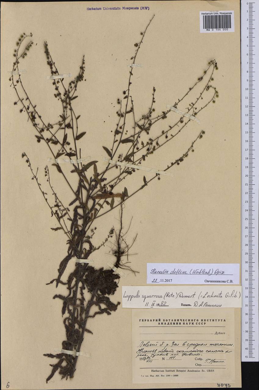 Hackelia deflexa (Wahlenb.) Opiz, Siberia, Russian Far East (S6) (Russia)
