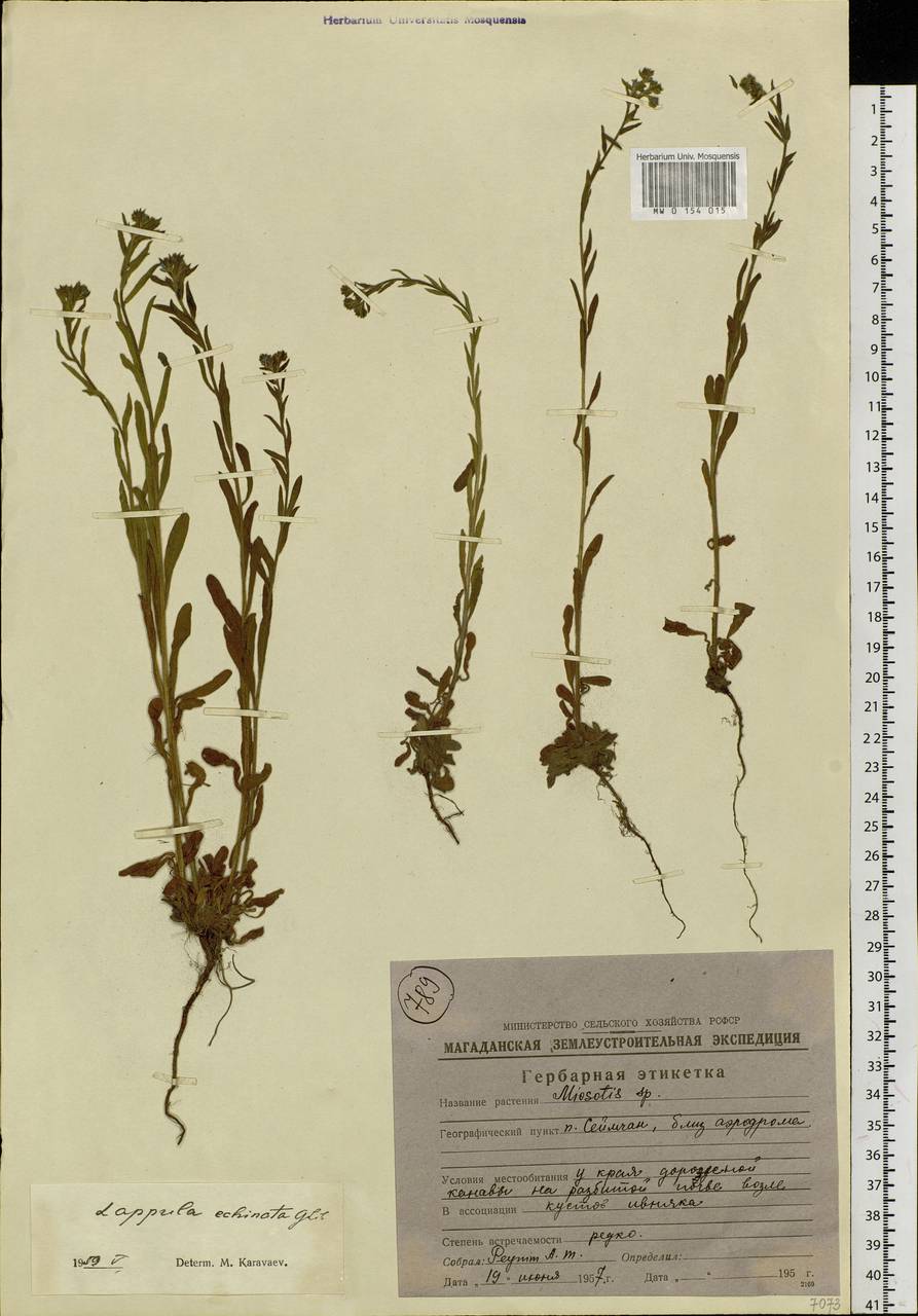 Lappula squarrosa (Retz.) Dumort., Siberia, Chukotka & Kamchatka (S7) (Russia)