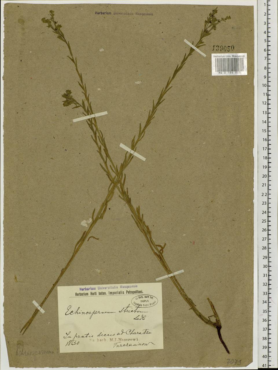 Lappula stricta (Ledeb.) Gürke, Siberia, Baikal & Transbaikal region (S4) (Russia)