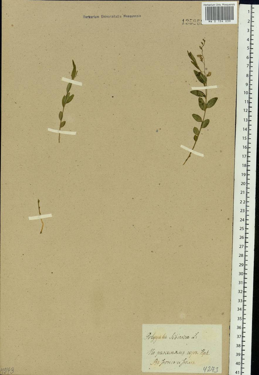 Polygala sibirica L., Siberia, Baikal & Transbaikal region (S4) (Russia)